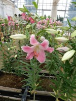 [4219 Queenfish EVR No01.JPG]